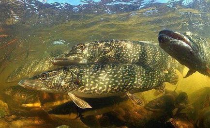 Pescuit în Lake Välle fotografie și recenzii