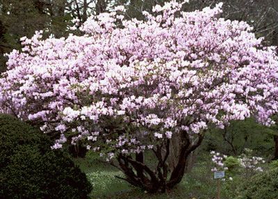 Rhododendron în grădină și plantare, fotografie