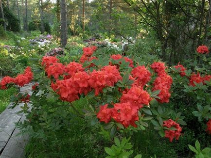 Rhododendron în grădină și plantare, fotografie