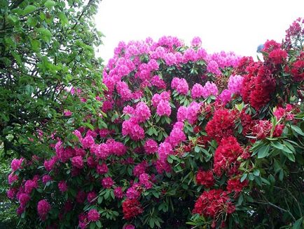Rhododendron în grădină și plantare, fotografie
