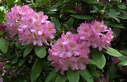 Rhododendron în grădină și plantare, fotografie