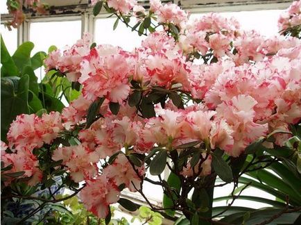 Rhododendron în grădină și plantare, fotografie