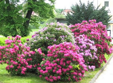 Rhododendron în grădină și plantare, fotografie