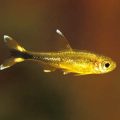 Rhodosomus pește de acvariu, îngrijire și întreținere