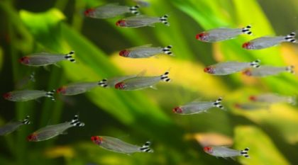 Rhodostomus - conținut de tetra-roșu, compatibilitate, reproducere, fotografie, pește de acvariu