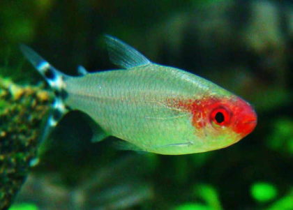 Rhodostomus - conținut de tetra-roșu, compatibilitate, reproducere, fotografie, pește de acvariu