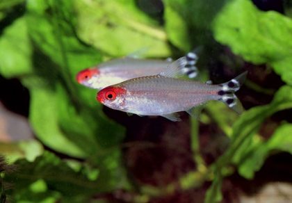 Rhodostomus - conținut de tetra-roșu, compatibilitate, reproducere, fotografie, pește de acvariu
