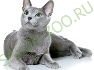 Російська блакитна кішка (стрижка, вичісування), стрижка російської блакитної кішки на дому недорого в