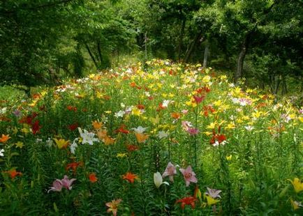 Grădină de crini în Japonia