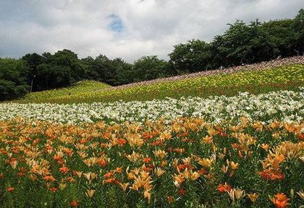 Grădină de crini în Japonia