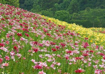Сад лілій в Японії