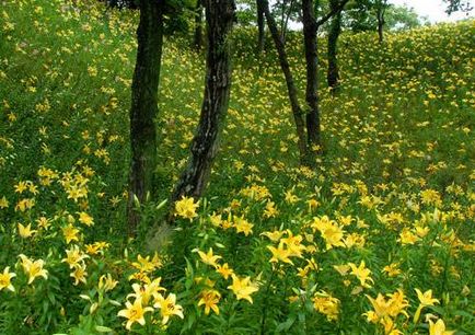 Grădină de crini în Japonia