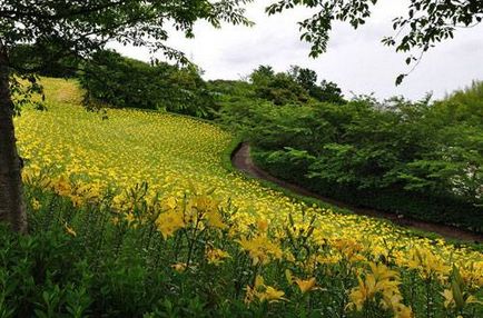 Сад лілій в Японії