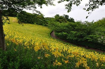 Grădină de crini în Japonia