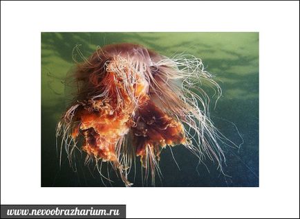 Найбільша медуза в світі