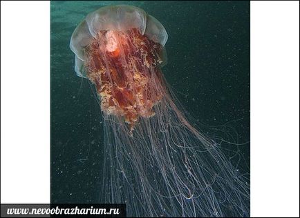 Cele mai mari meduze din lume