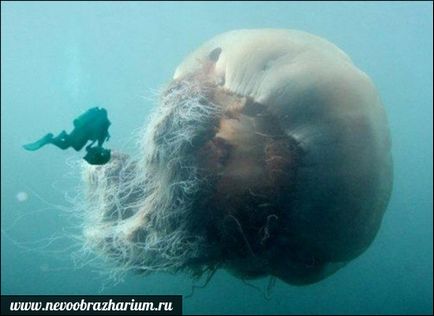 Cele mai mari meduze din lume