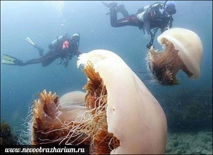 Cele mai mari meduze din lume