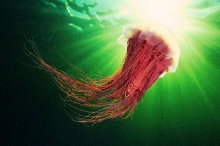 Cele mai mari meduze din lume - fotografii, habitate - topkin, 2017