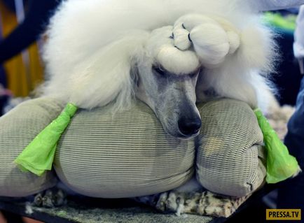Cel mai prestigios spectacol de câine din SUA (32 fotografii)