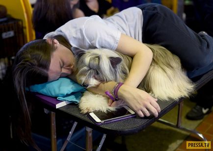 Cel mai prestigios spectacol de câine din SUA (32 fotografii)