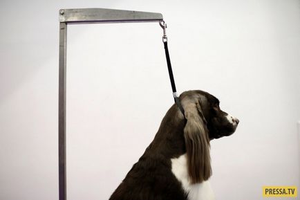 Найпрестижніша в сша виставка собак (32 фото)