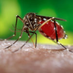 Cel mai eficient mijloc de mâncărime de țânțari