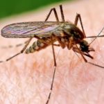 Cel mai eficient mijloc de mâncărime de țânțari