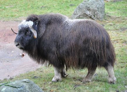 A legérdekesebb tények Észak-Amerika