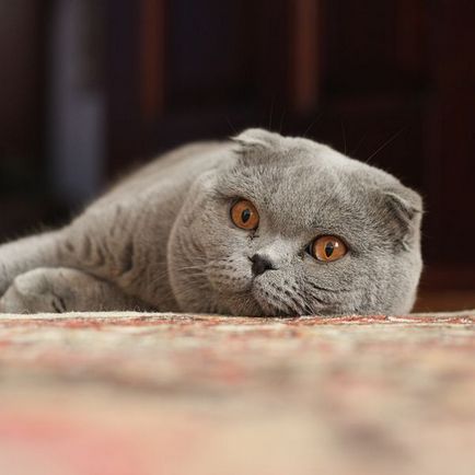 A legszokatlanabb fajta macskák - a forrása a jó hangulat