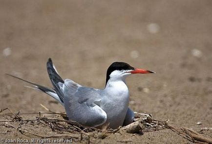 Cea mai populară fotografie de pasăre decorativă, pasăre ornamentală populară Amadina amaranth Thrush