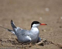 Cea mai populară fotografie de pasăre decorativă, pasăre ornamentală populară Amadina amaranth Thrush