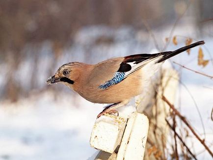 Cea mai populară fotografie de pasăre decorativă, pasăre ornamentală populară Amadina amaranth Thrush