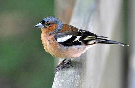 Cea mai populară fotografie de pasăre decorativă, pasăre ornamentală populară Amadina amaranth Thrush