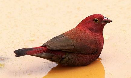 Cea mai populară fotografie de pasăre decorativă, pasăre ornamentală populară Amadina amaranth Thrush