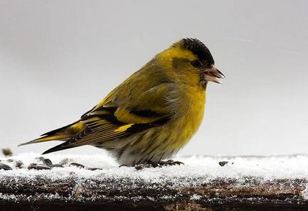 Cea mai populară fotografie de pasăre decorativă, pasăre ornamentală populară Amadina amaranth Thrush