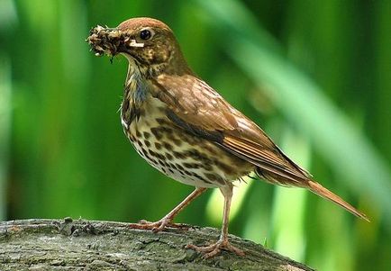 Cea mai populară fotografie de pasăre decorativă, pasăre ornamentală populară Amadina amaranth Thrush