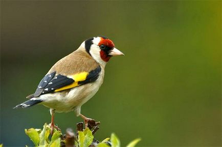 A legnépszerűbb dekoratív madár fotó, népszerű dekoratív madár pinty amaránt rigó