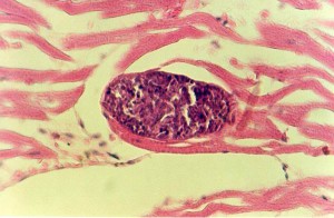 Саркоцістоз (sarcocystis) у домашніх тварин - ветеринарний сайт