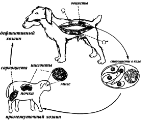Саркоцістоз (sarcocystis) у домашніх тварин - ветеринарний сайт