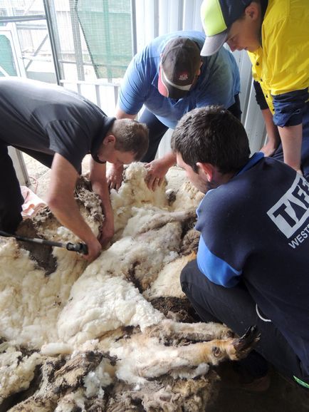 Cu o oaie fără supraaglomerare fără adăpost, 40 kg de lână