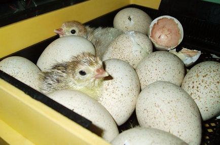 Secretele incubării ouălor curcan la domiciliu