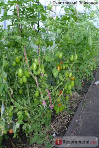 Насіння сибірський сад томат французький гроздевой - «томат французький гроздевой - вельми врожайний