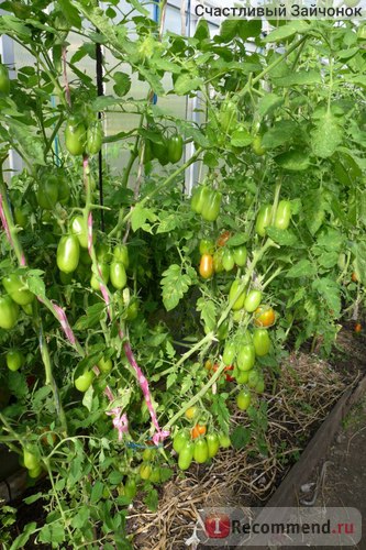 Насіння сибірський сад томат французький гроздевой - «томат французький гроздевой - вельми врожайний