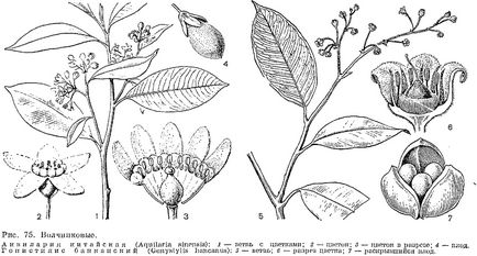 Család Thymelaeaceae (thymelacaceae) - az