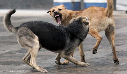 Сім прийомів, які врятують вас під час нападу скаженого пса