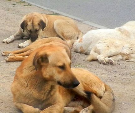 Сім прийомів, які врятують вас під час нападу скаженого пса