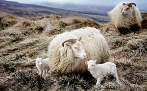 Northern breed sheep of Iceland, descriere, fotografie