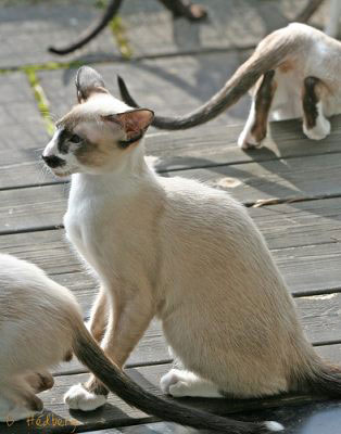 Сейшельська кішка фото куплю Сейшельські кішку недорого, віддам, недорого продам Сейшельські кішку