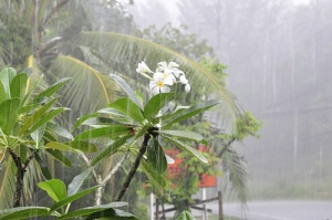 Сезон дощів в Таїланді основні особливості погоди
